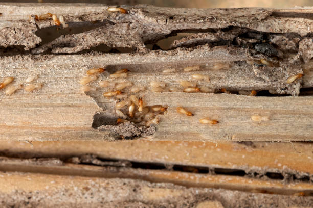 Best Cockroach Control Services  in East Glenville, NY